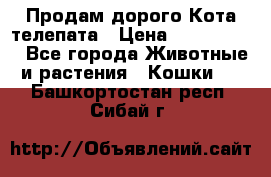  Продам дорого Кота-телепата › Цена ­ 4 500 000 - Все города Животные и растения » Кошки   . Башкортостан респ.,Сибай г.